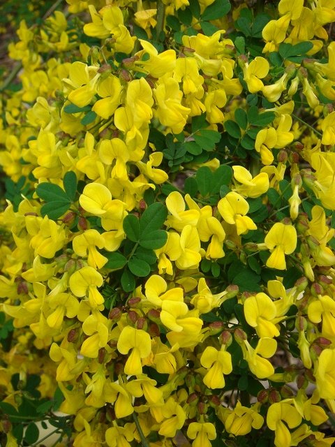 Coronilla emerus